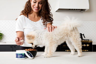 Creating a Safe and Loving Home: New Kitten Checklist for Excited Pet Parents