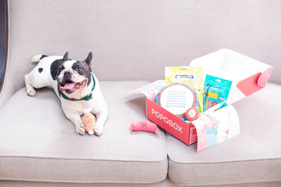 The Best Online Finds: Essential Pet Supplies for More Comfortable Living
