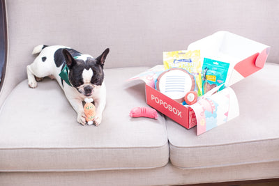 Essential Pet Supplies for Ensuring Cat and Dog Care Comfort